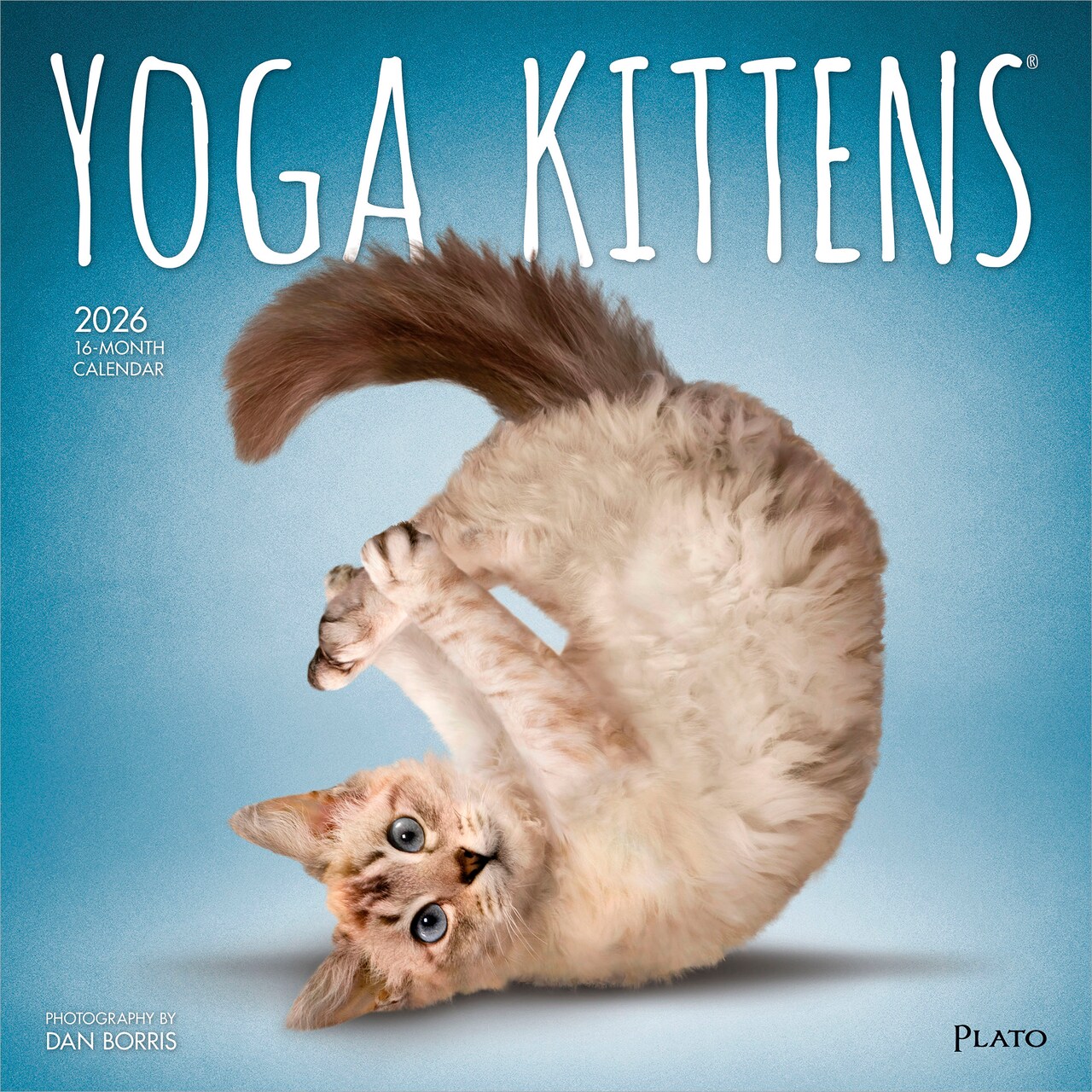 Yoga Kittens OFFICIAL | 2026 12 x 24 Inch (Hanging) Monthly Square Wall Calendar